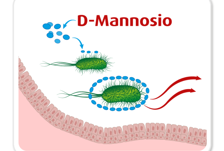 meccanismo D Mannosio su ecoli