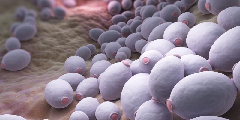 Candida albicans bacteria Candida albicans is a diploid fungus that grows both as yeast and filamentous cells and a causal agent of opportunistic oral and genital infections in humans