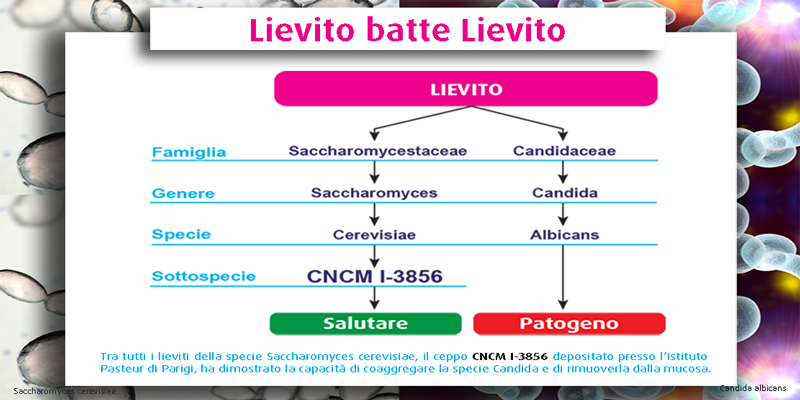 LIEVITO-BATTE-LIEVITO-dimensioni-800x400