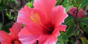 estratto di fiore di ibisco per cistite ricorrente