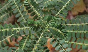 pianta spaccapietra (Phyllantus nirur L.)