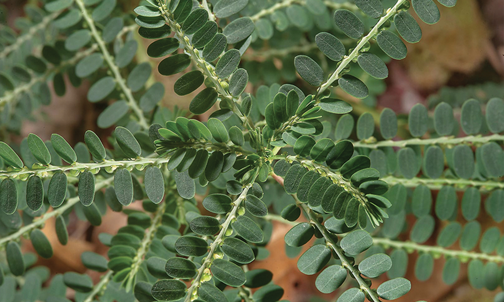 pianta spaccapietra (Phyllantus nirur L.)