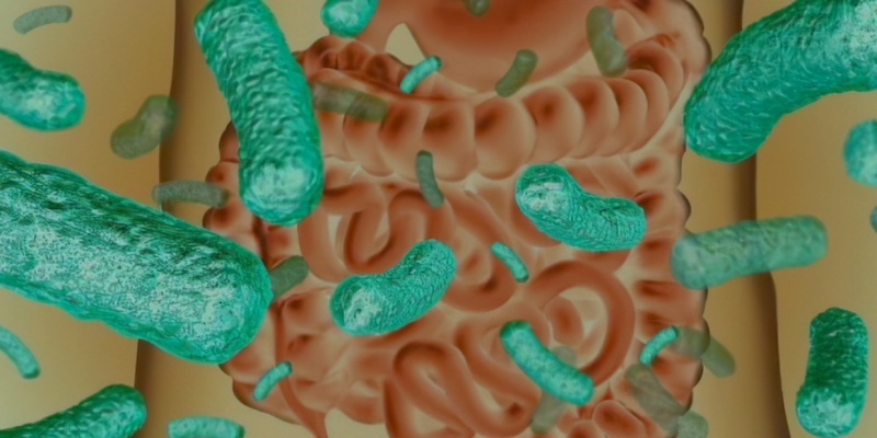 intestino-e-postbiotici intestino-e-postbiotici