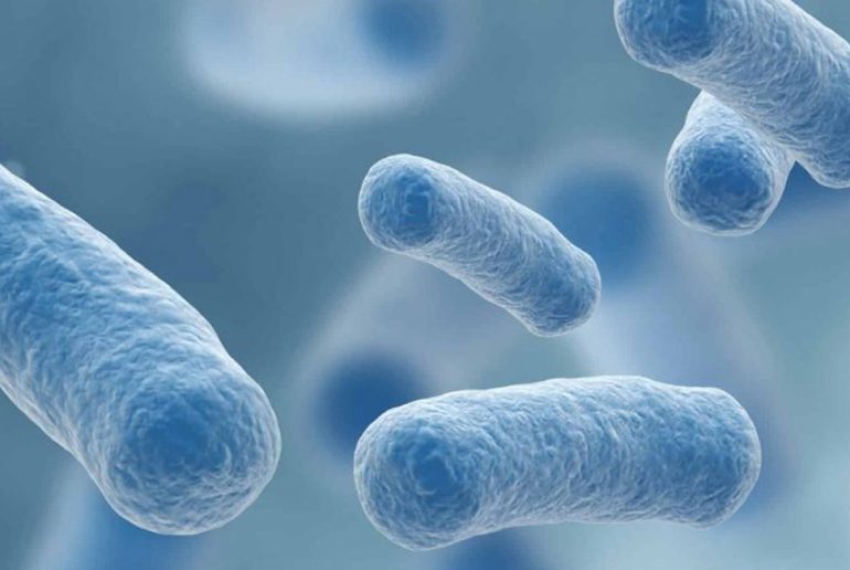 lactobacillus-plantarum-l-137