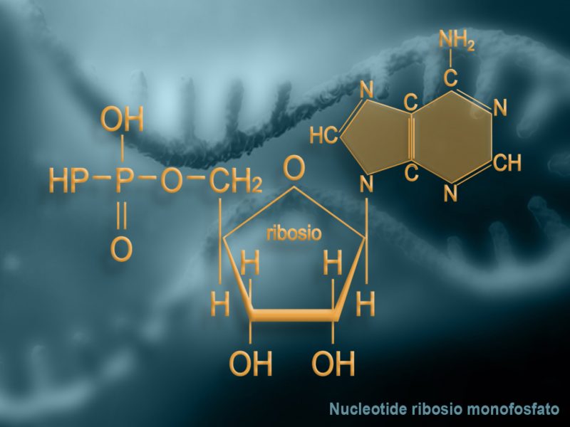 NUCLEOTIDE