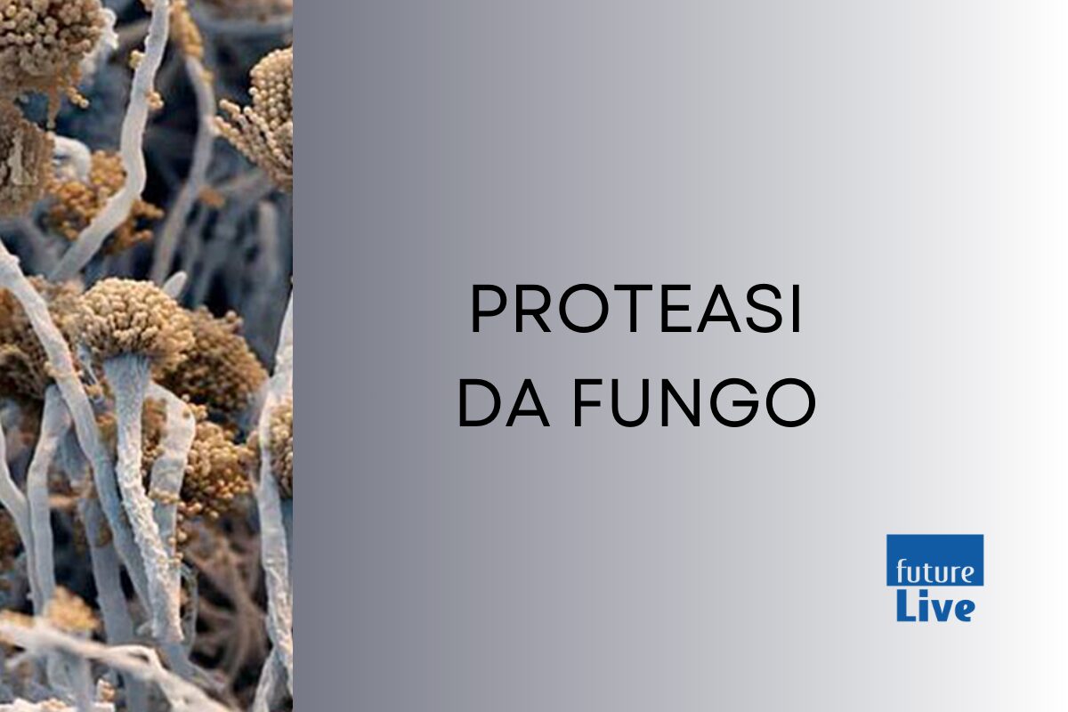 proteasi da fungo