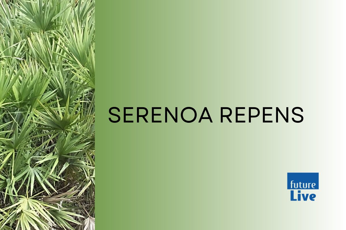 serenoa repens
